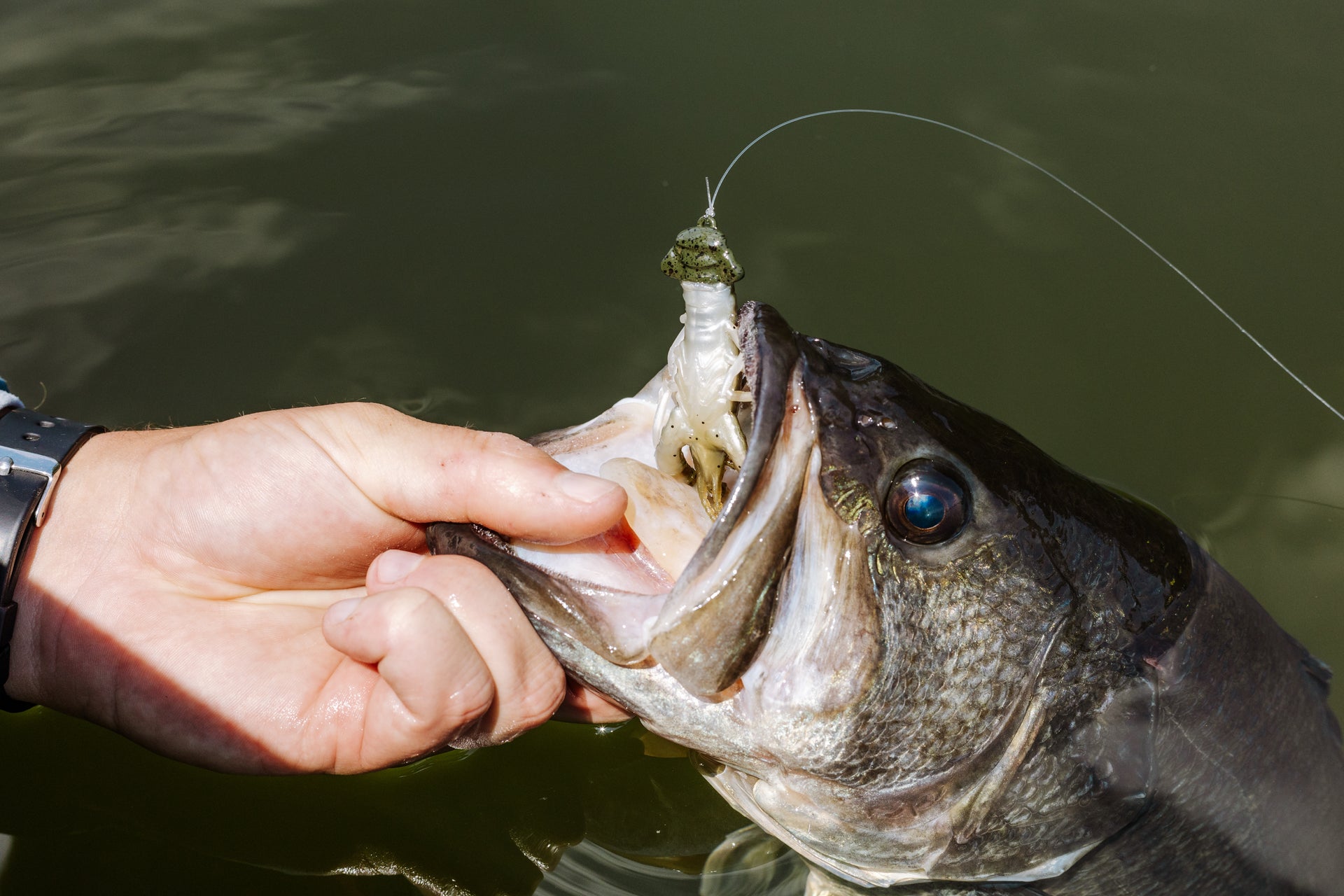 Mans hand holding a fishes mouth open with a Berkley PowerBait® Clatter Craw bait hooked to the fish