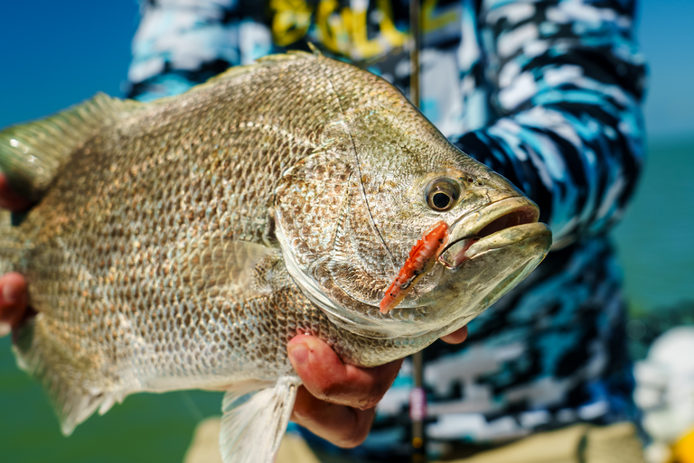 Angler holding a saltwater fish with a Berkley PowerBait® Saltwater PowerSwitch Shrimp hooked and set in its mouth